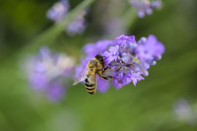 Close-up of bee on purple flower