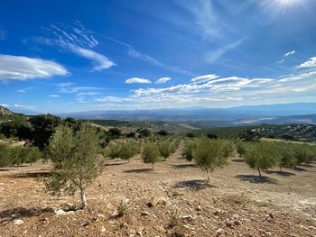 Scenic view of a spanish olive grove landscape against a beautiful sky