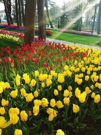 View of flowering plants in park