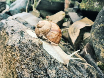 Close-up of snail on rock