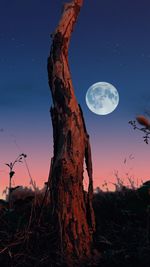 Scenic view of tree against sky at night