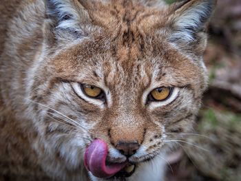 Close-up portrait of lynx