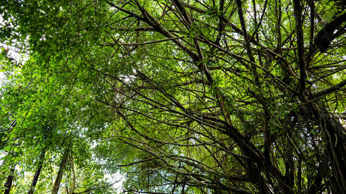 Low angle view of bamboo trees in forest