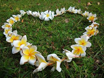 Close-up of white flowering plants on field