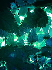 Low angle view of leaves on tree