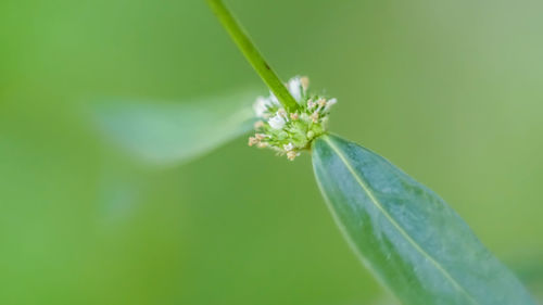 Close-up of insect on plant