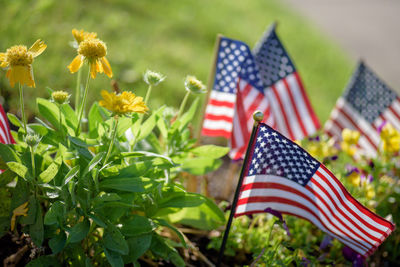 Close-up of american flags in plants