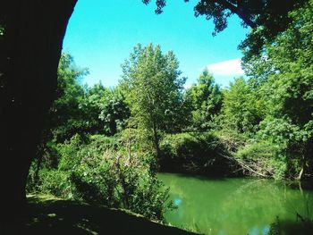 Reflection of trees in water