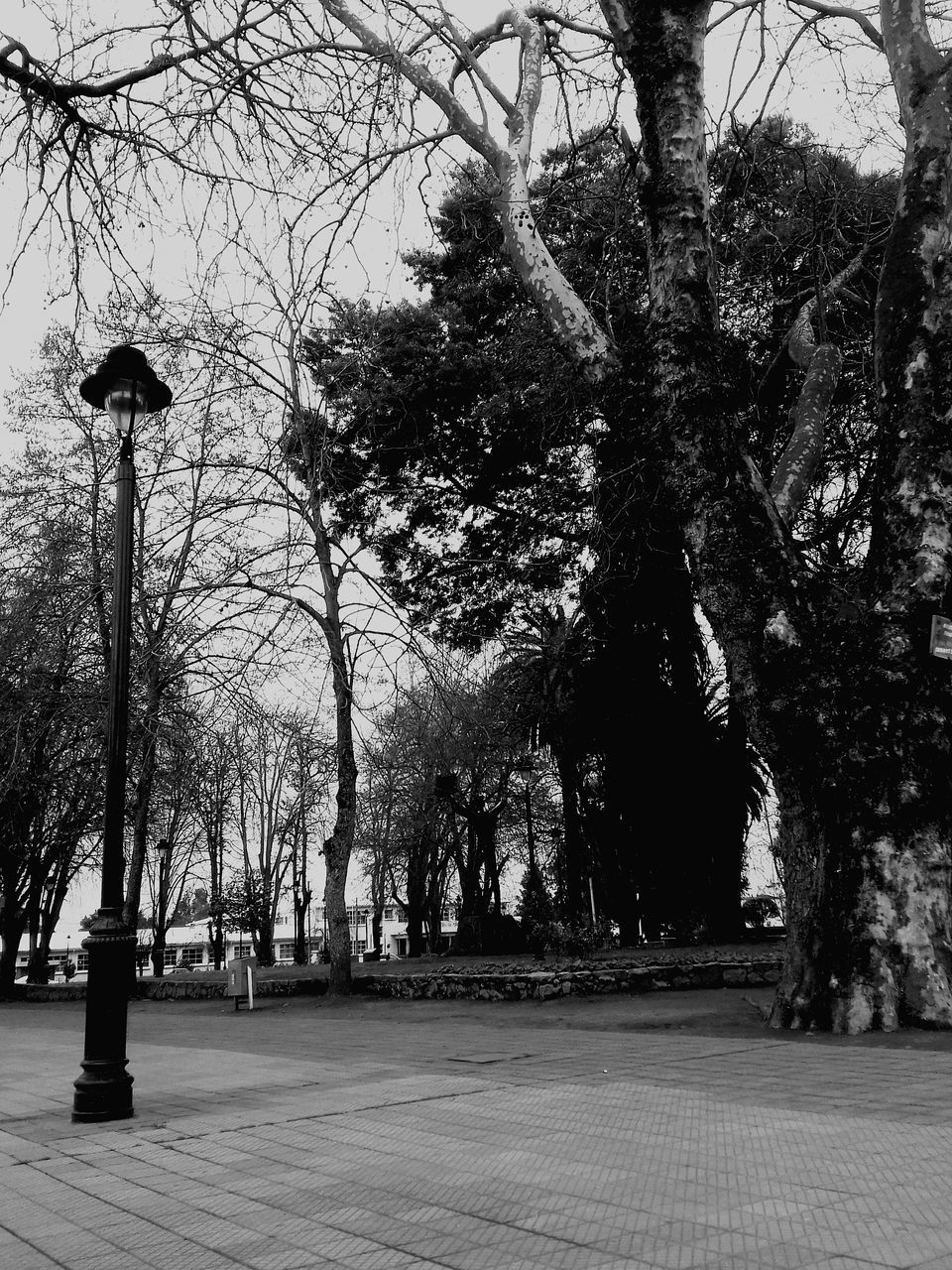 tree, street light, the way forward, lighting equipment, tree trunk, growth, sky, tranquility, nature, treelined, bare tree, outdoors, footpath, day, no people, tranquil scene, empty, diminishing perspective, pole, park, scenics, beauty in nature