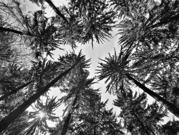 Low angle view of trees against sky