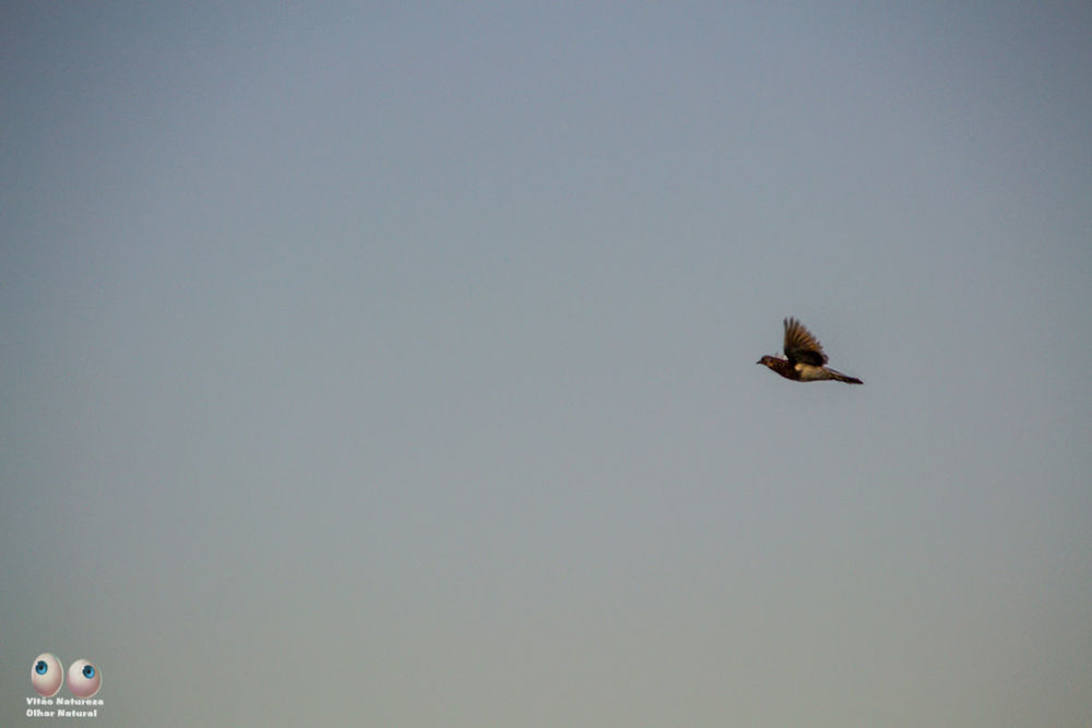 animals in the wild, animal wildlife, bird, vertebrate, animal themes, animal, flying, clear sky, copy space, sky, one animal, low angle view, no people, spread wings, mid-air, nature, day, motion, outdoors, eagle