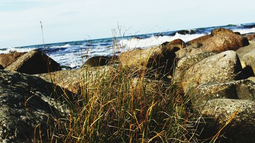 Close-up of beach against sky