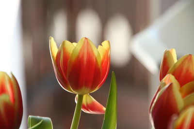 Close-up of red tulips