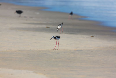 Black winged stilt