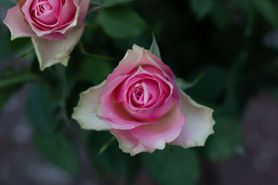 Close-up of pink rose