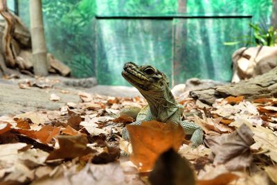 Close-up of lizard on dry leaves