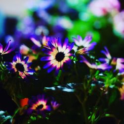 Close-up of purple flowers blooming