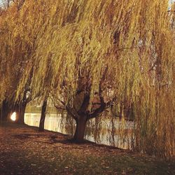 Trees on landscape