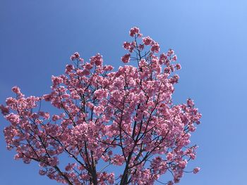 Low angle view of pink cherry blossoms in spring against clear sky