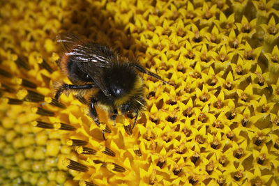 Close-up of bee pollinating on yellow flower
