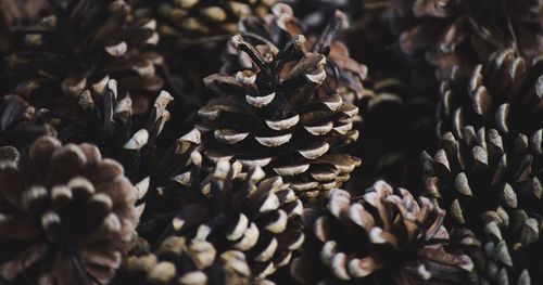 Full frame shot of pinecones