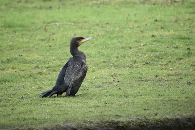 Black bird on a field