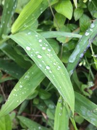 Close-up of wet plant during rainy season