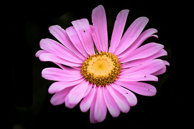 Close-up of cosmos flower blooming against black background