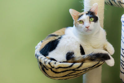 Close-up portrait of a cat