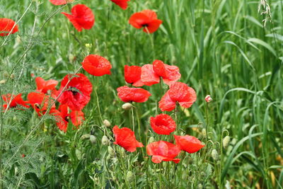 Close-up of red poppy flowers in field