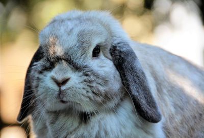 Close-up portrait of a rabbit