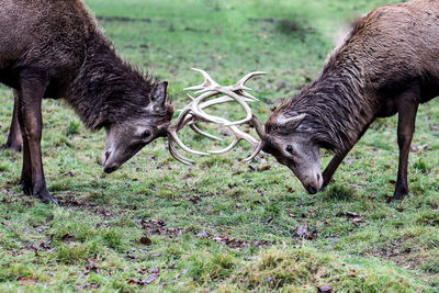 Side view of deer locking horns on field at bushy park