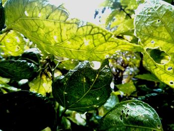 Close-up of leaves