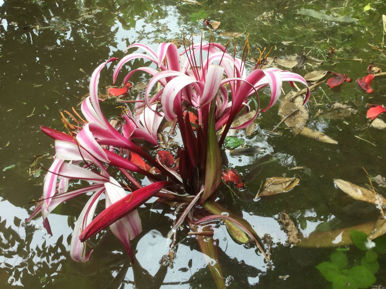 flower, growth, petal, freshness, beauty in nature, fragility, nature, leaf, flower head, red, plant, pink color, blooming, close-up, day, tree, sunlight, no people, park - man made space, outdoors