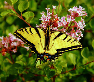 Close-up of butterfly on flower