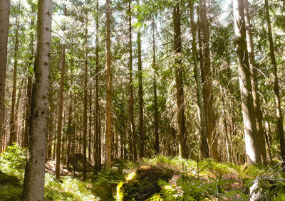 Trees growing in forest