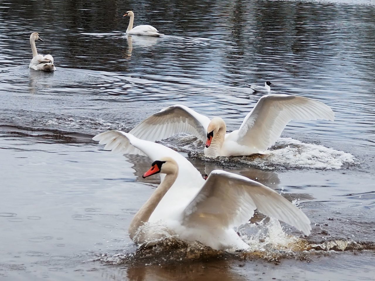 SWAN SWIMMING IN A LAKE