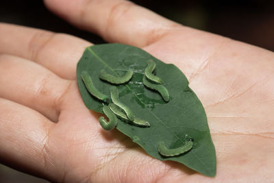 Close-up of person holding leaves