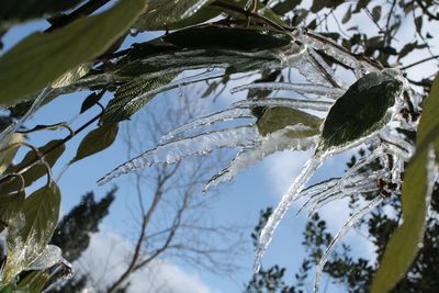 Low angle view of tree branches