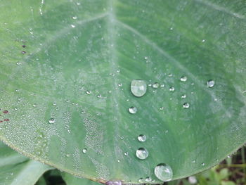 Close-up of water drops on leaf