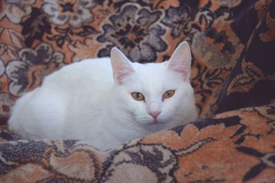 Close-up portrait of white cat on bed