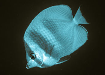 Close-up of fish swimming in sea