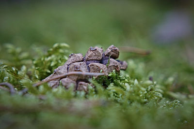 Close-up of lizard on grass