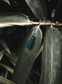 Close-up of insect on wood