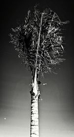 Low angle view of tree against sky