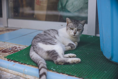 Pictures of relaxed stray cats living on the remote island of miyakojima, okinawa, japan.