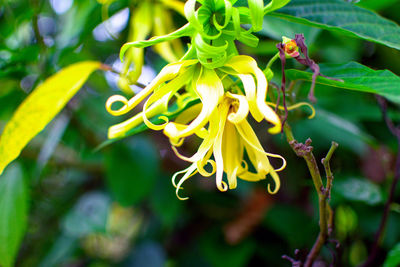 Close-up of yellow flowering plant