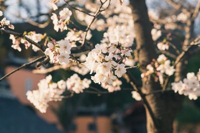 Close-up of cherry blossoms in spring