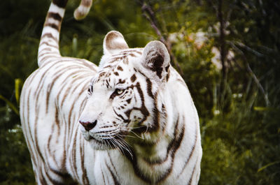 The white tiger