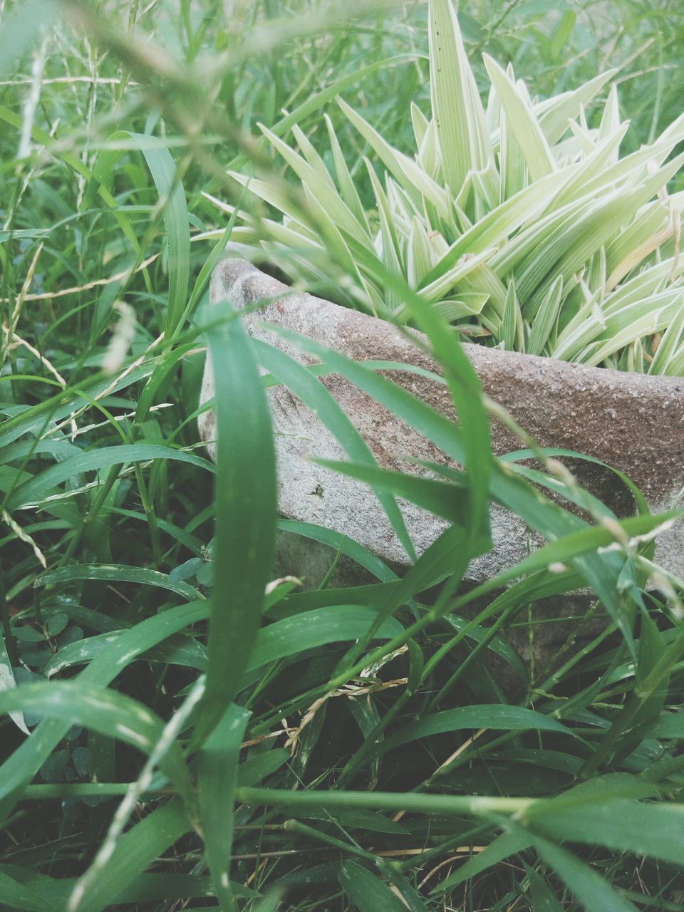 CLOSE-UP OF PLANTS GROWING ON FIELD